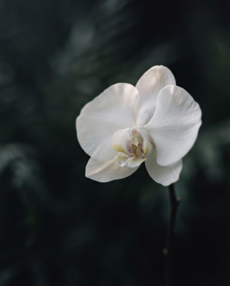 A single white orchid bloom against a dark background